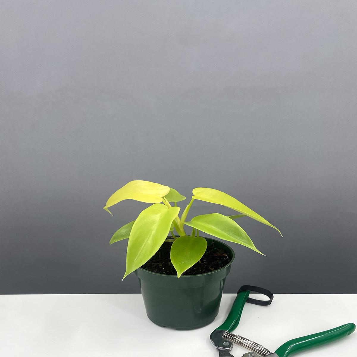 Philodendron Bipennifolium Golden Violin