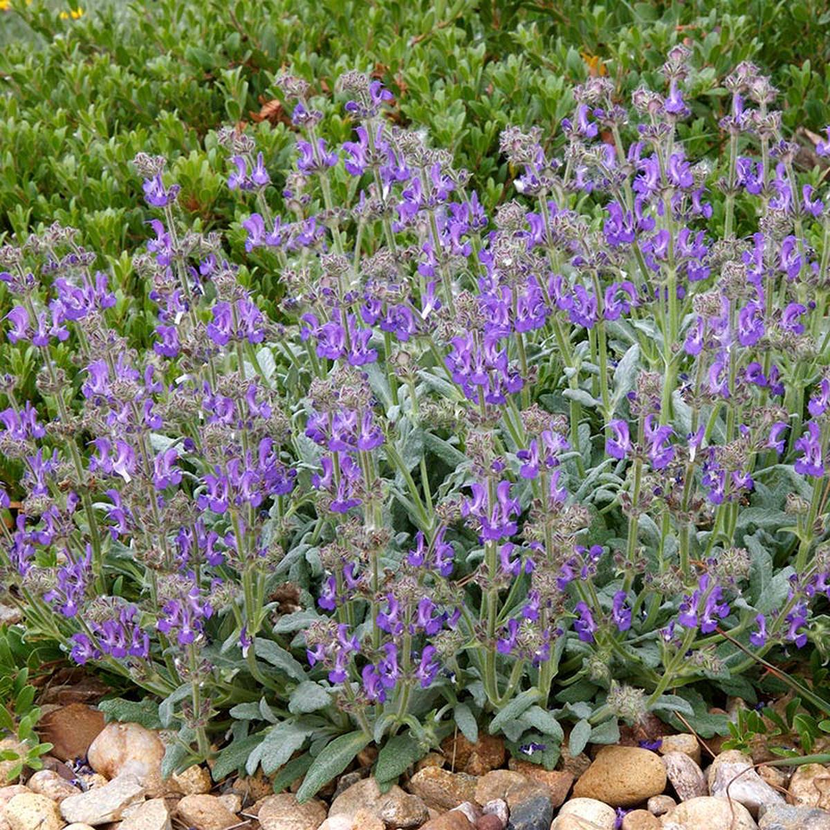 Platinum Dwarf Silver Leaf Salvia
