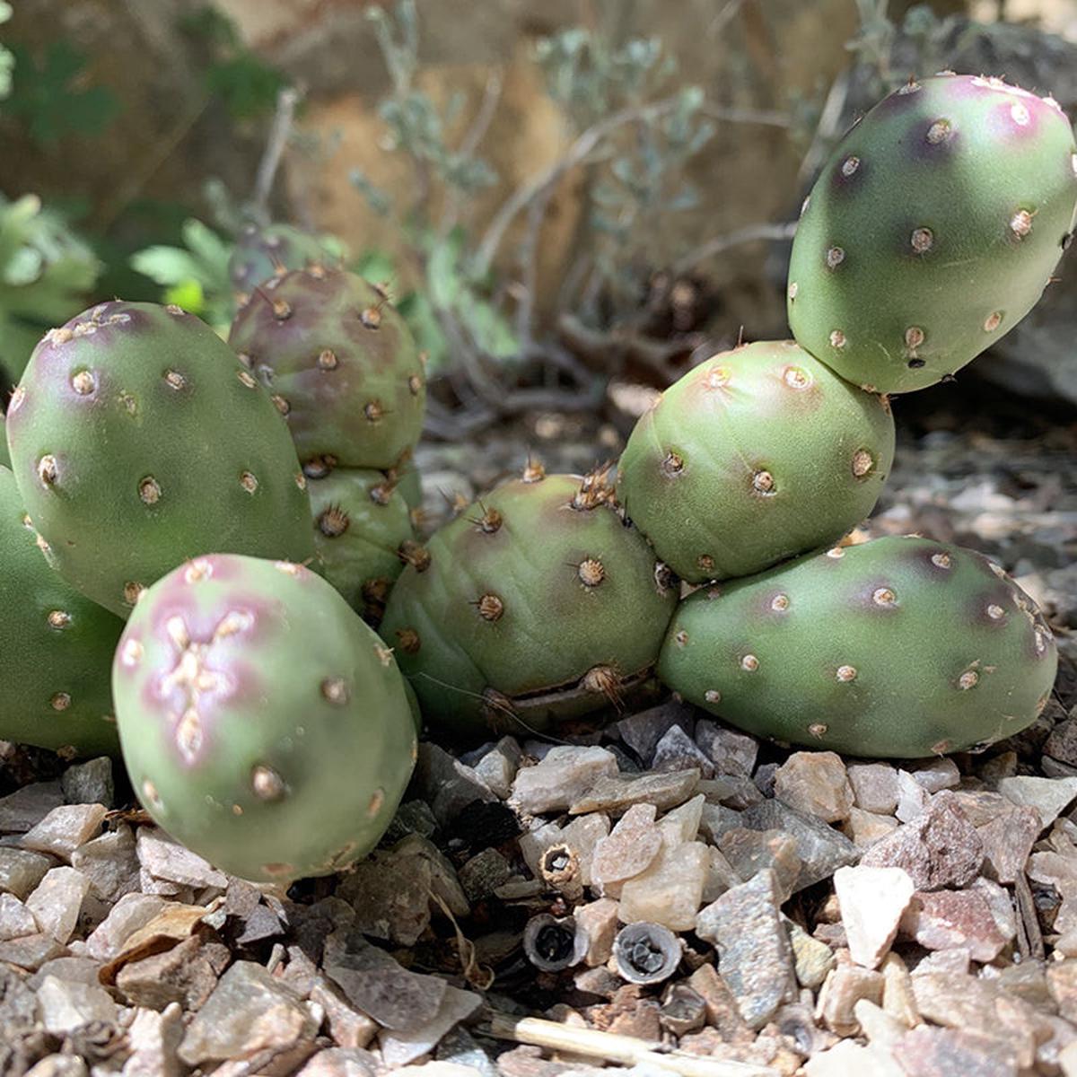 Potato Dwarf Prickly Pear