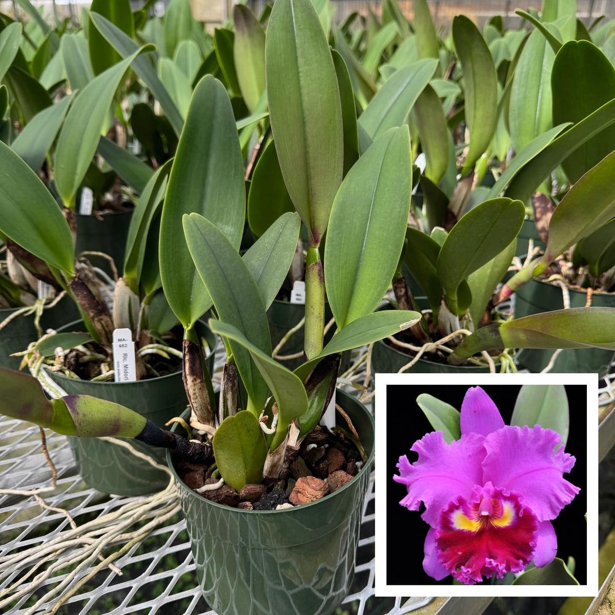 Rlc. Midori Sato 'Volcano Queen' (5.5" Pot) - Not Blooming
