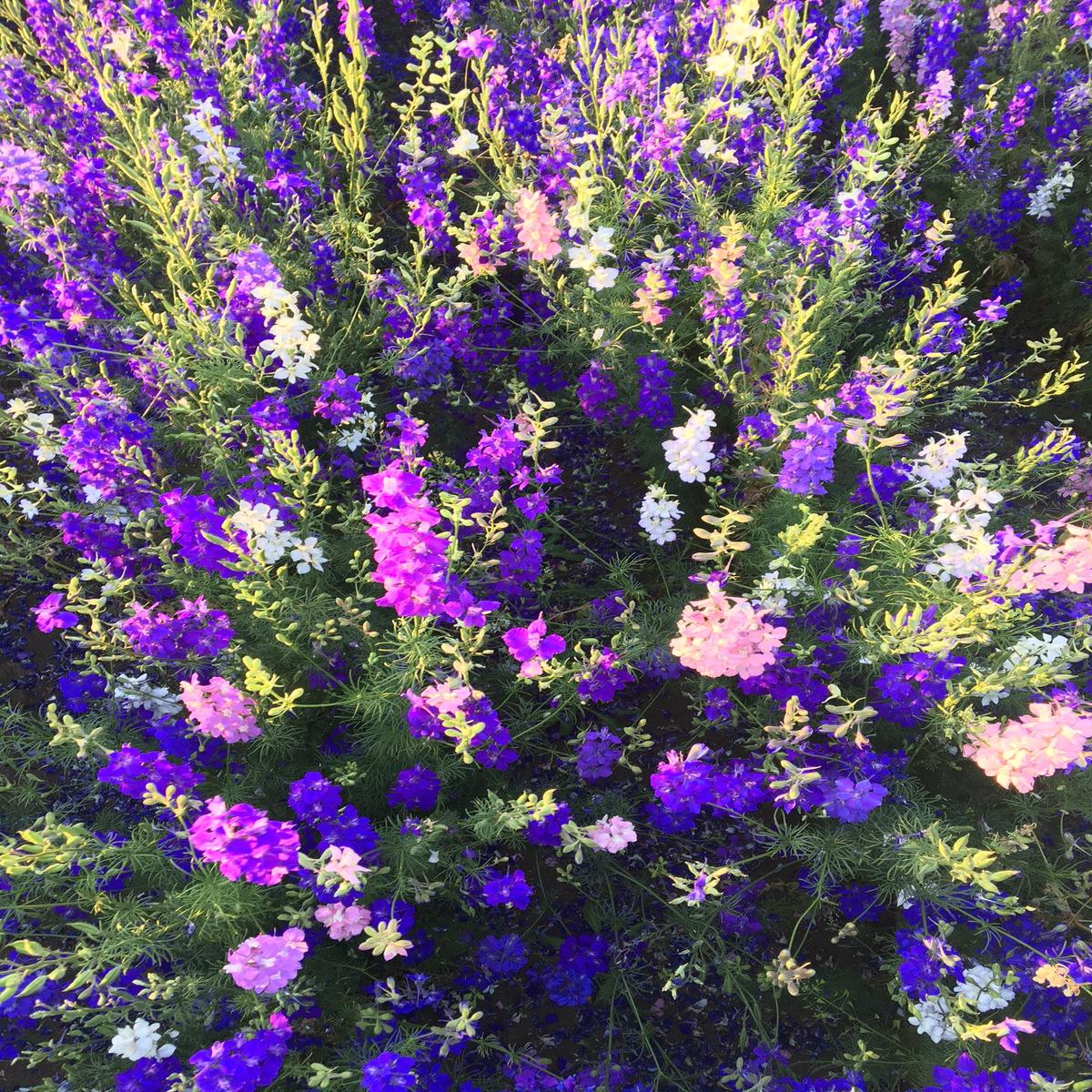 Rocket Larkspur Wildflower Seed