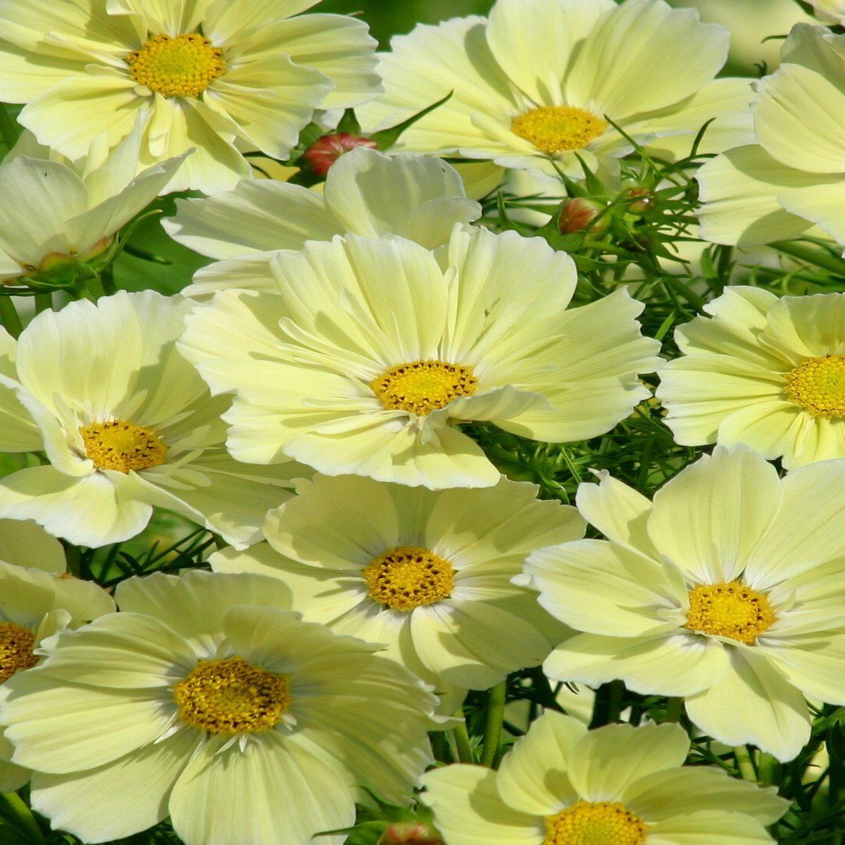 Xanthos Cosmos - 3281