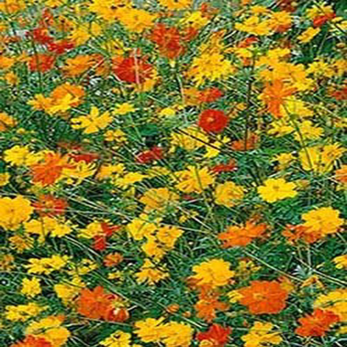 Yellow Cosmos - Klondyke - 3214