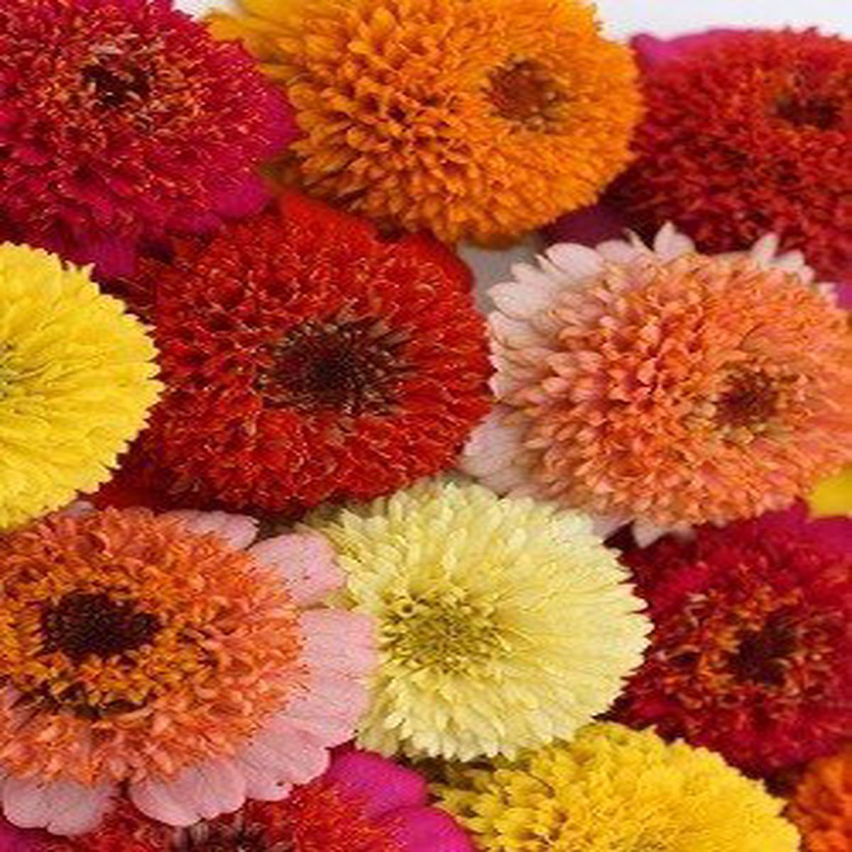 Zinnia Scabiosa - 3663