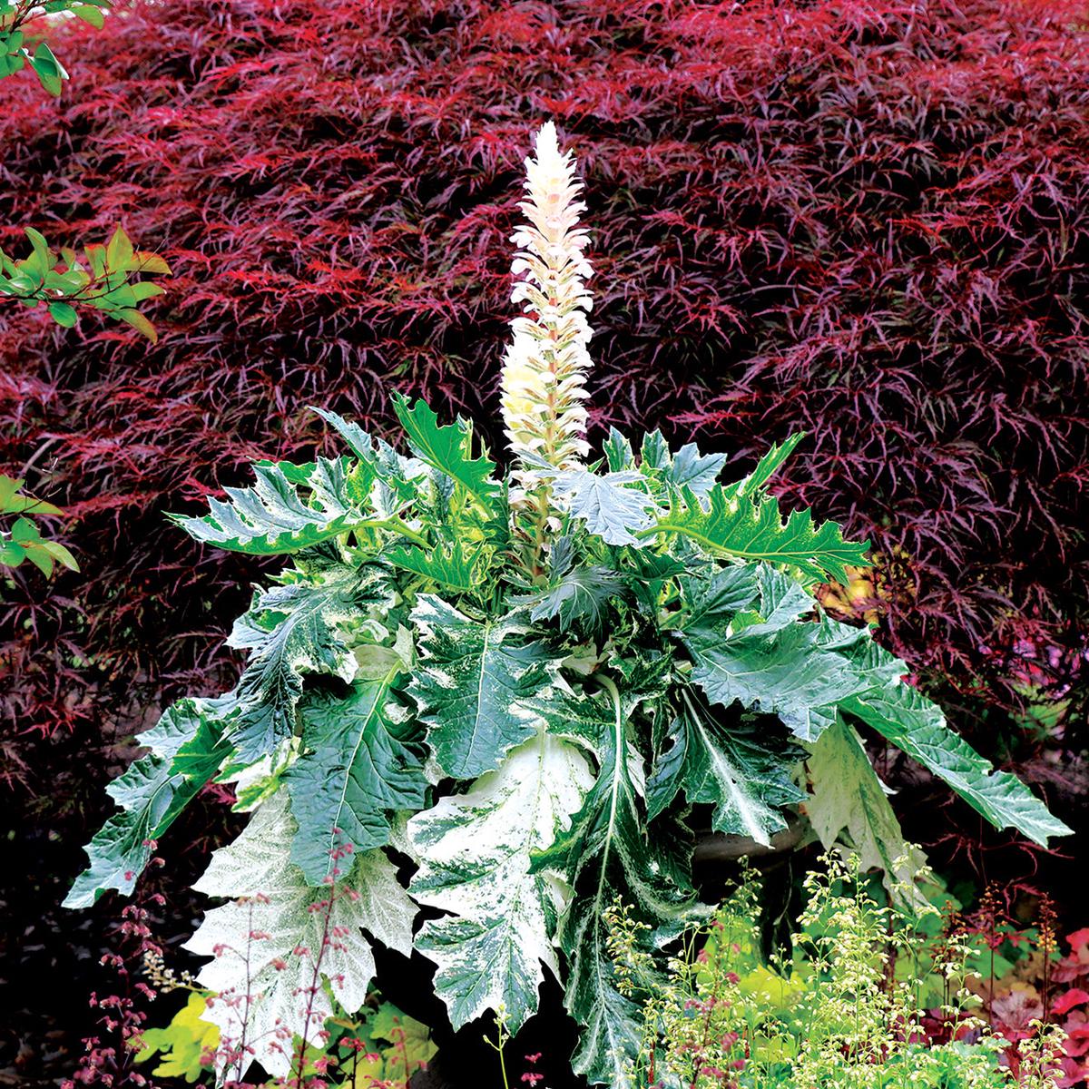 Acanthus Whitewater PP (Acanthus hybrid)