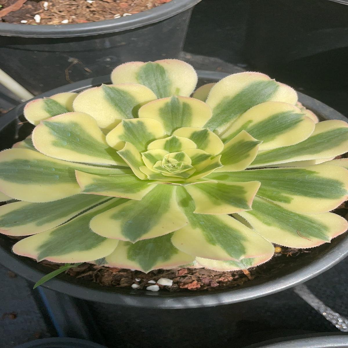 Aeonium Medusa the Green,Cutting  10cm