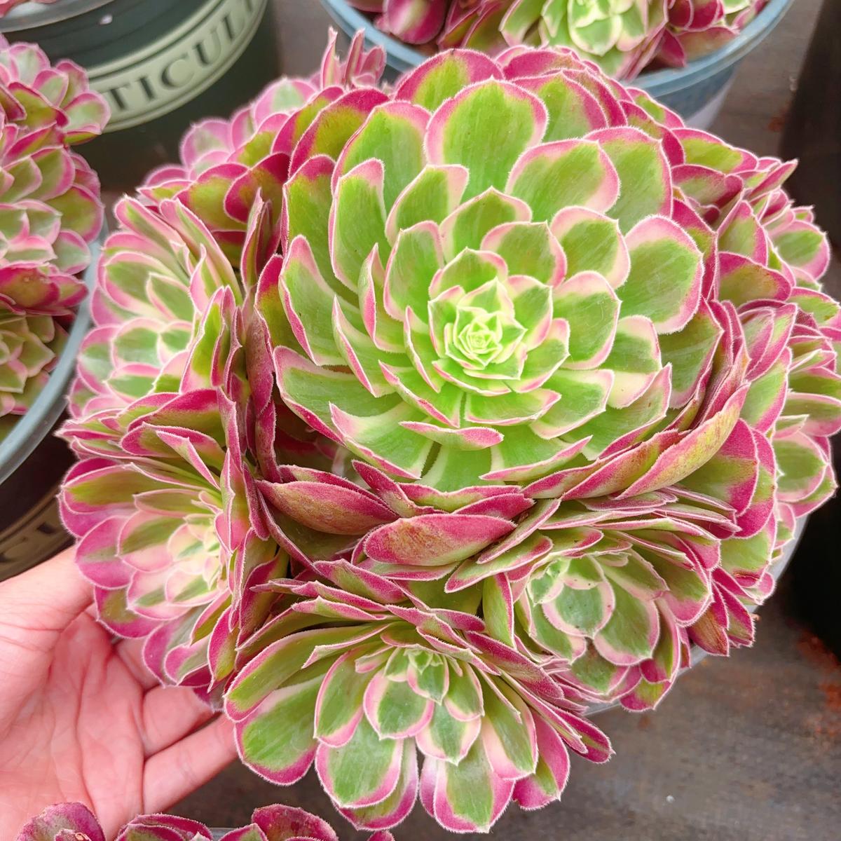 Aeonium Peacock Plume Cluster25cm At Least 8 heads