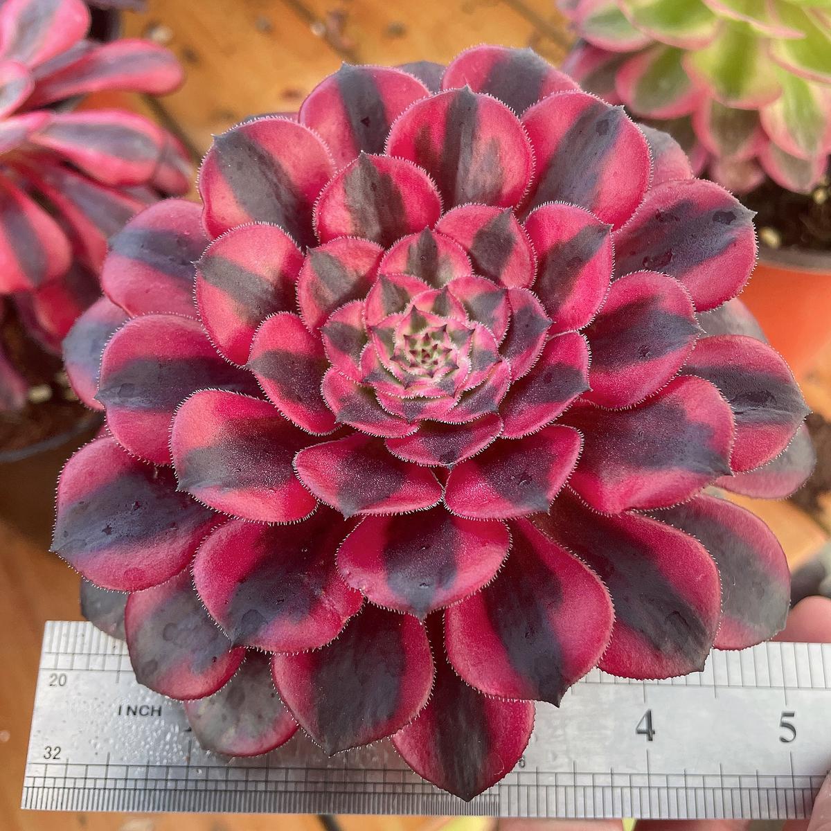 Aeonium Zwartkin the WhiteCutting 10cm