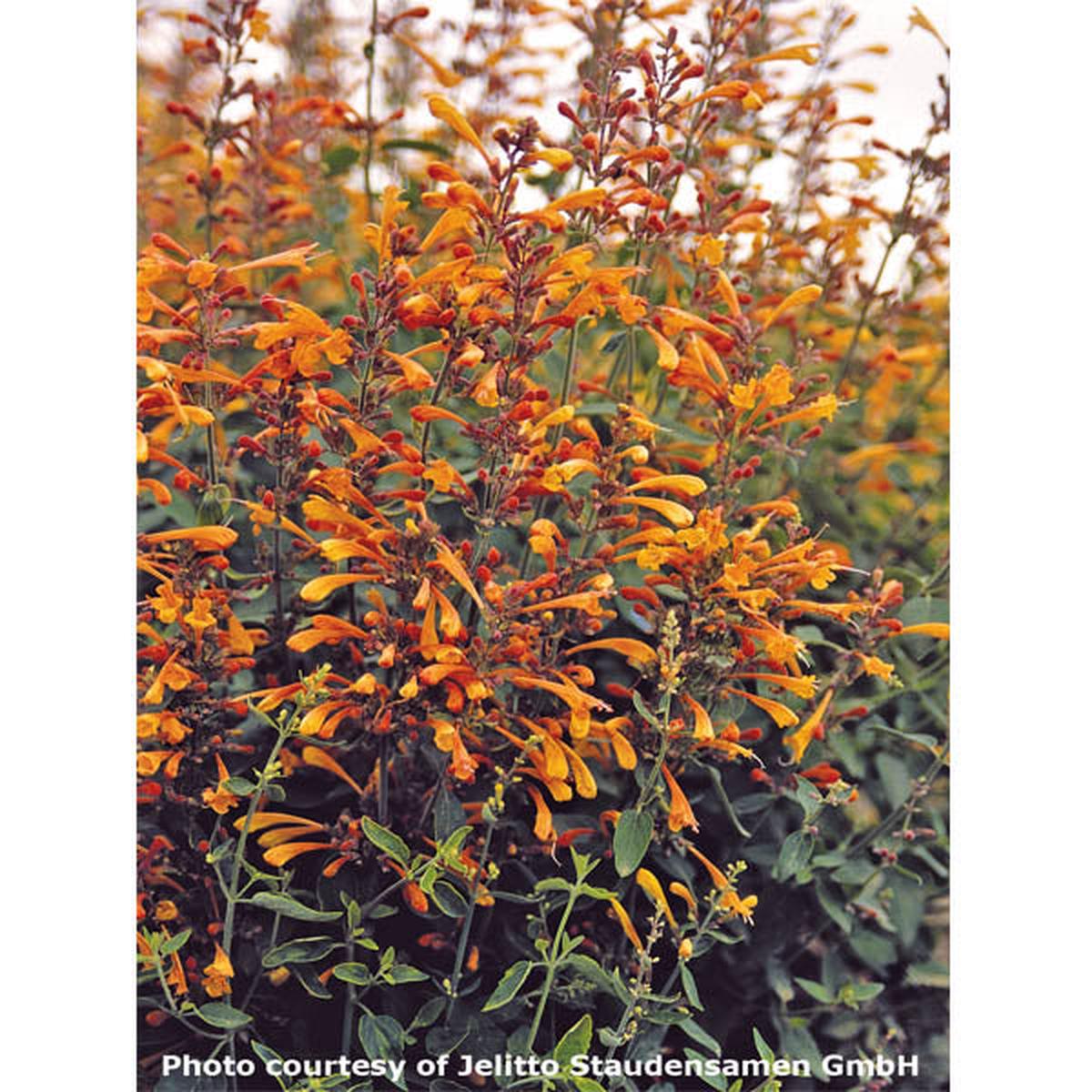 Agastache Apricot Sprite (Agastache aurantiaca hybrid)