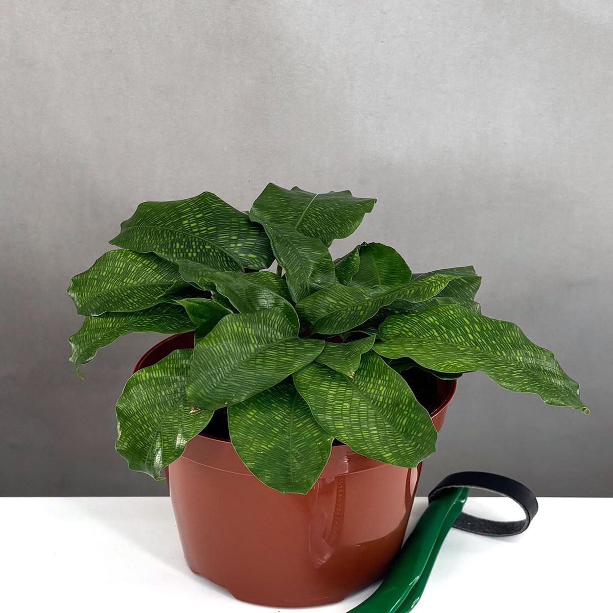 Calathea Musaica