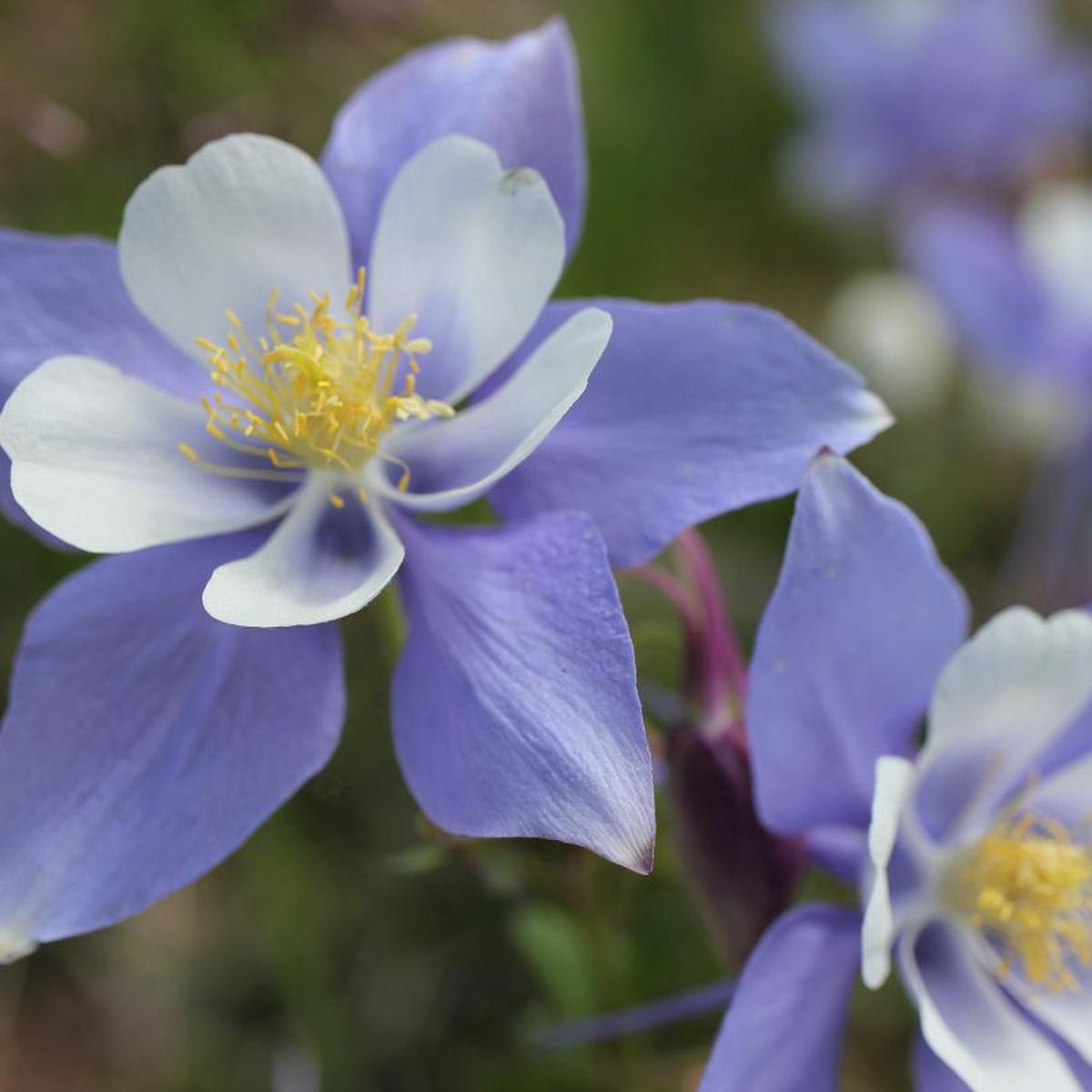 Earlybird Blue White Columbine (Aquilegia)