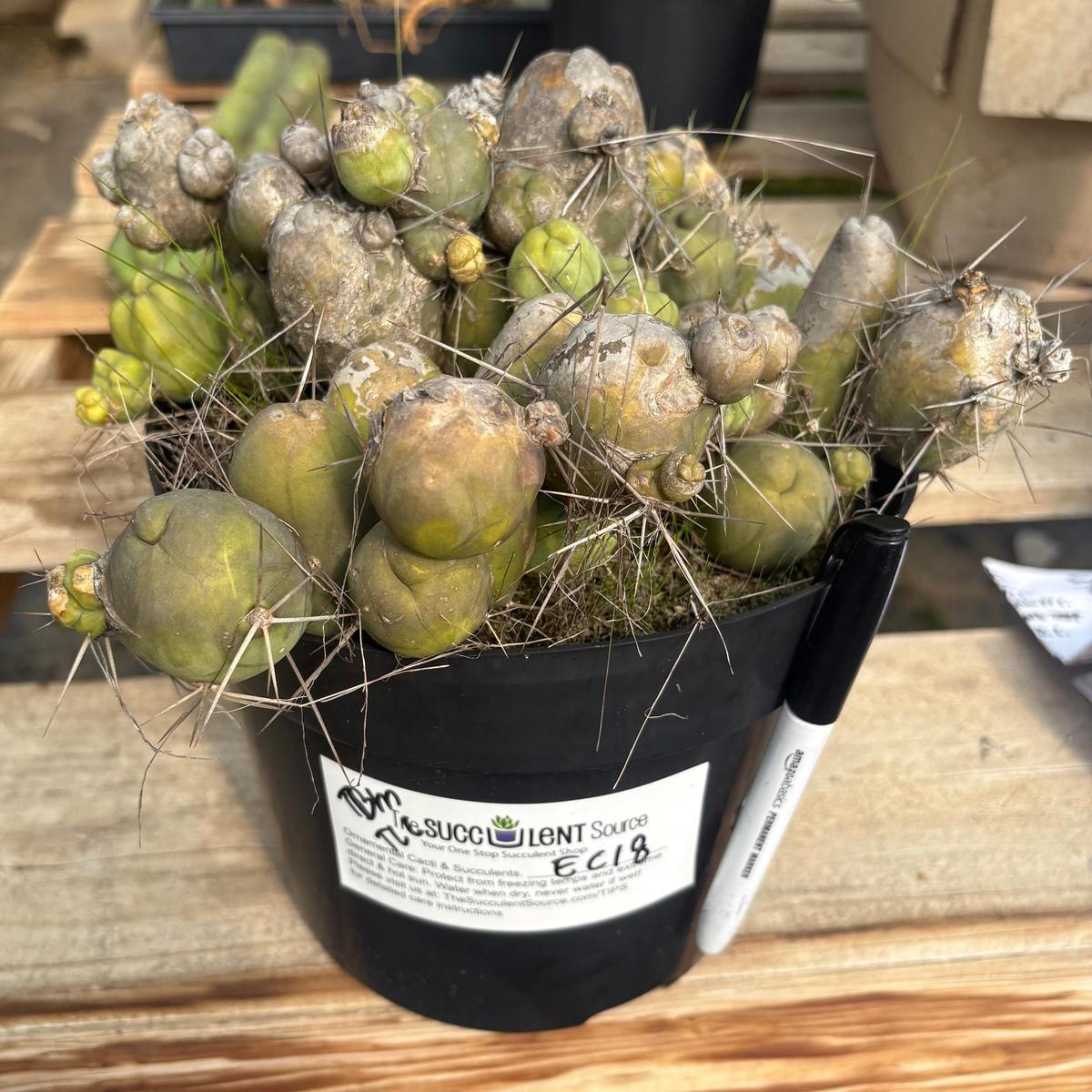 #EC18 EXACT Trichocereus Bridgesii Monstrose TBM Penis Ornamental Cactus LOTS of segments
