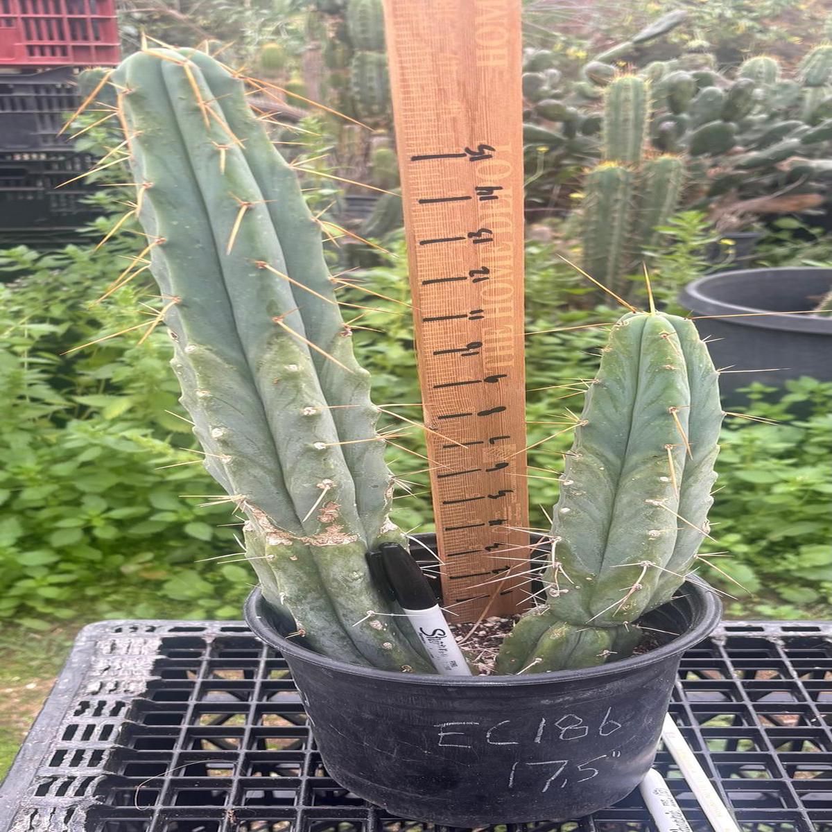 #EC186 EXACT Trichocereus Jiimz Bridgesii Cactus 17.5
