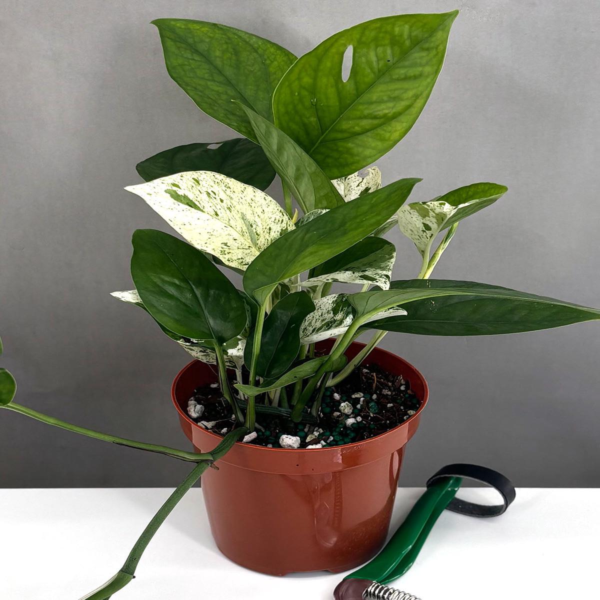 Epipremnum Pinnatum Marble Semi Reverted