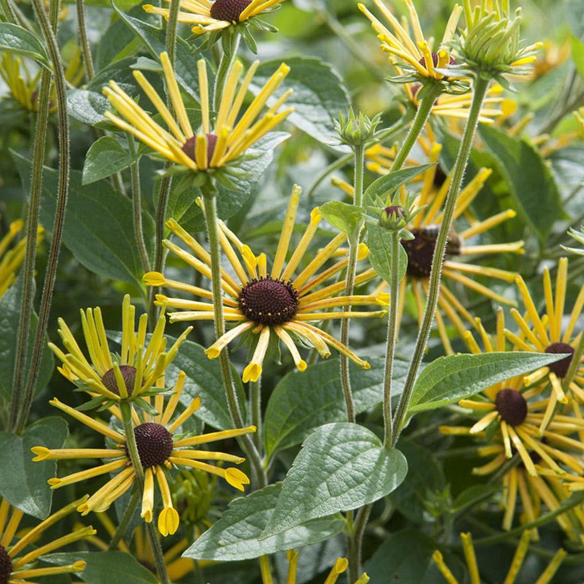 Henry Eilers Sweet Black Eyed Susan