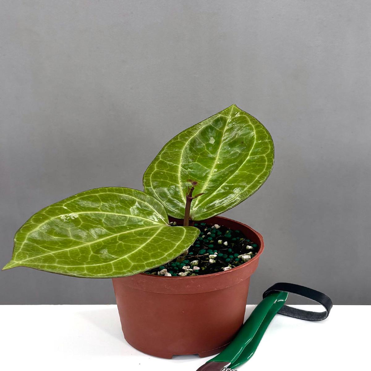 Hoya Sarawak