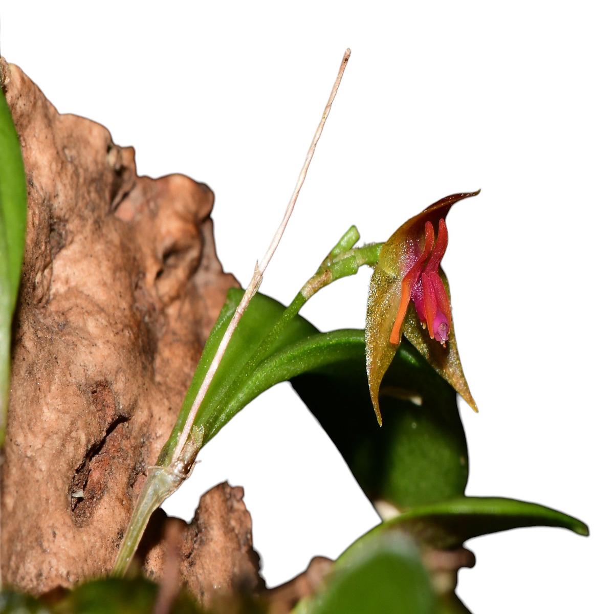 Lepanthes regularis x Lepanthes myiophora