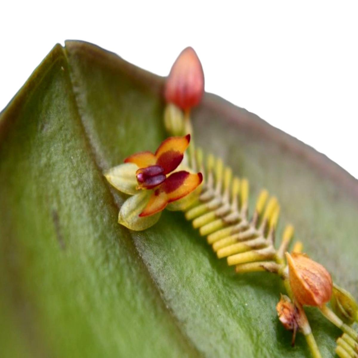 Lepanthes rutrum