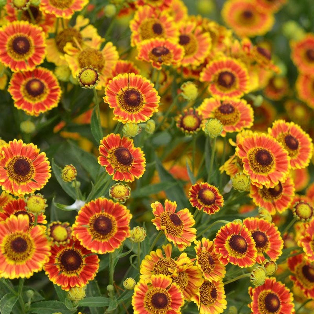 Mariachi Fuego Helenium