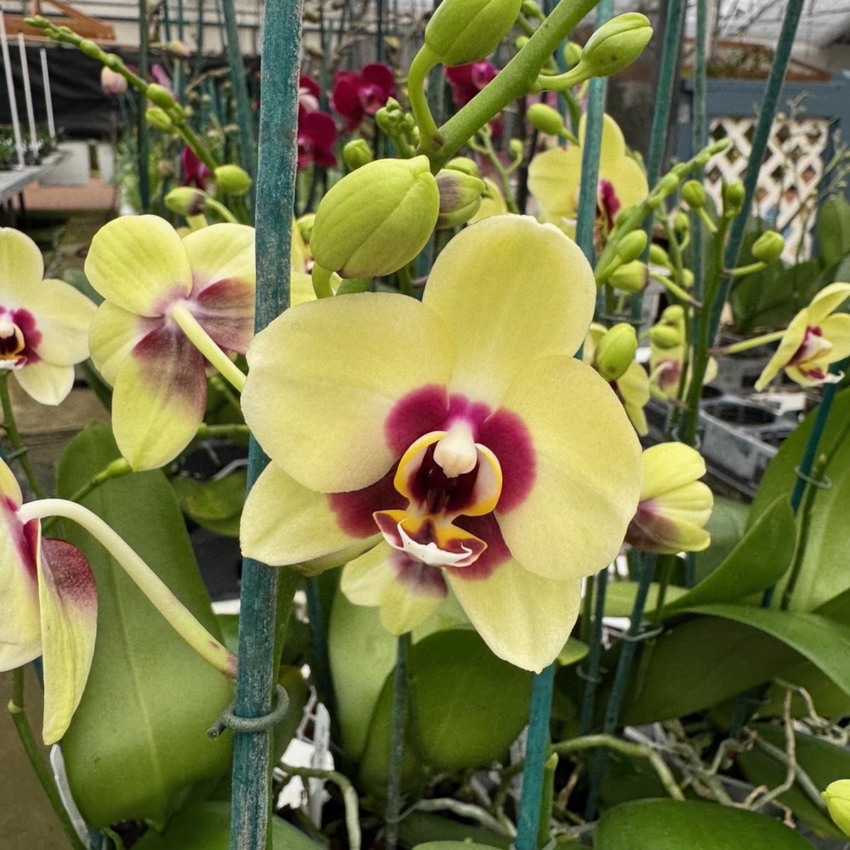 Phal. Deep Secret (Miniature)