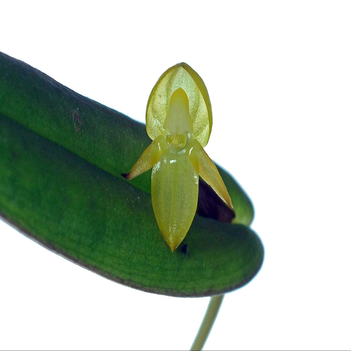 Pleurothallis variabilis