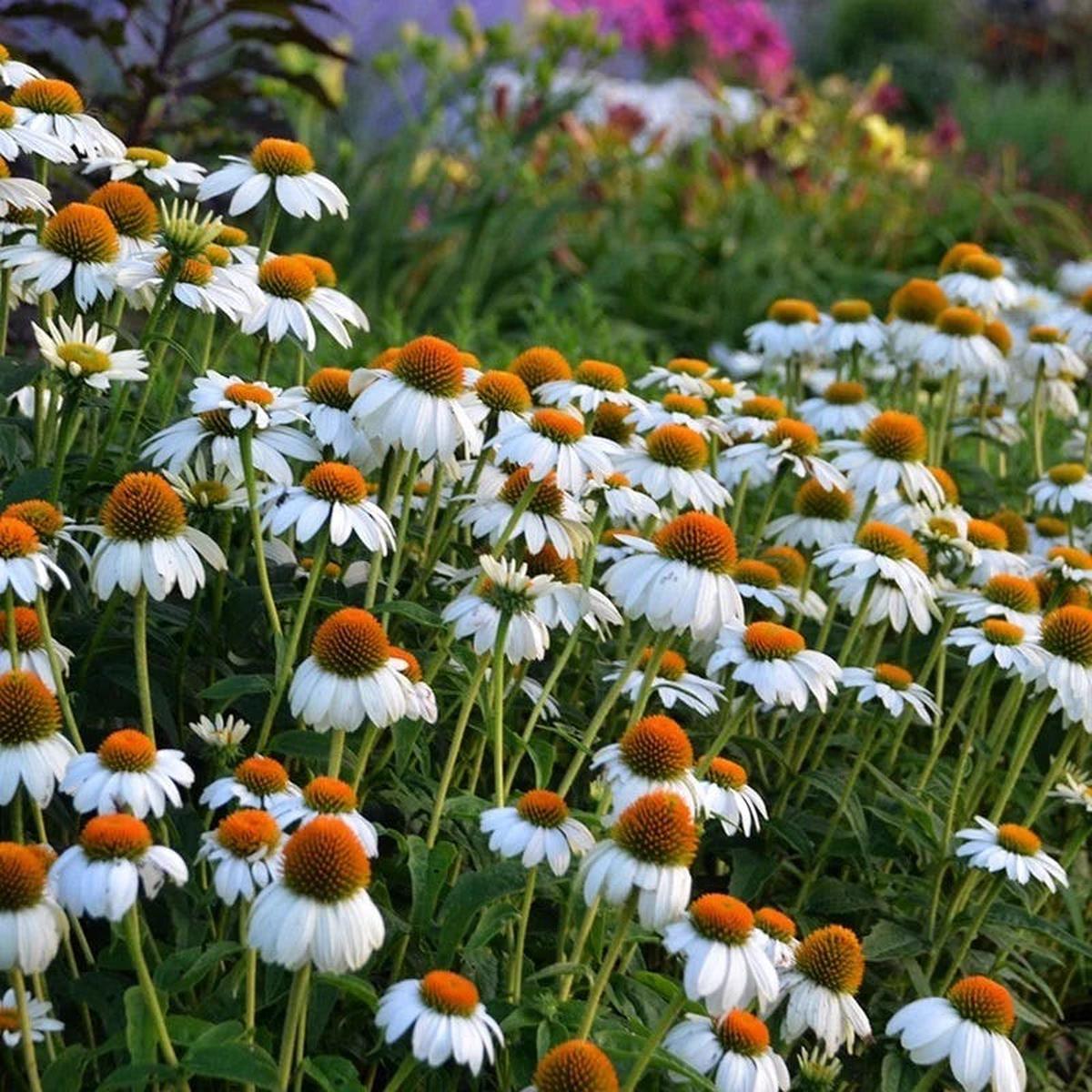 PowWow White Echinacea