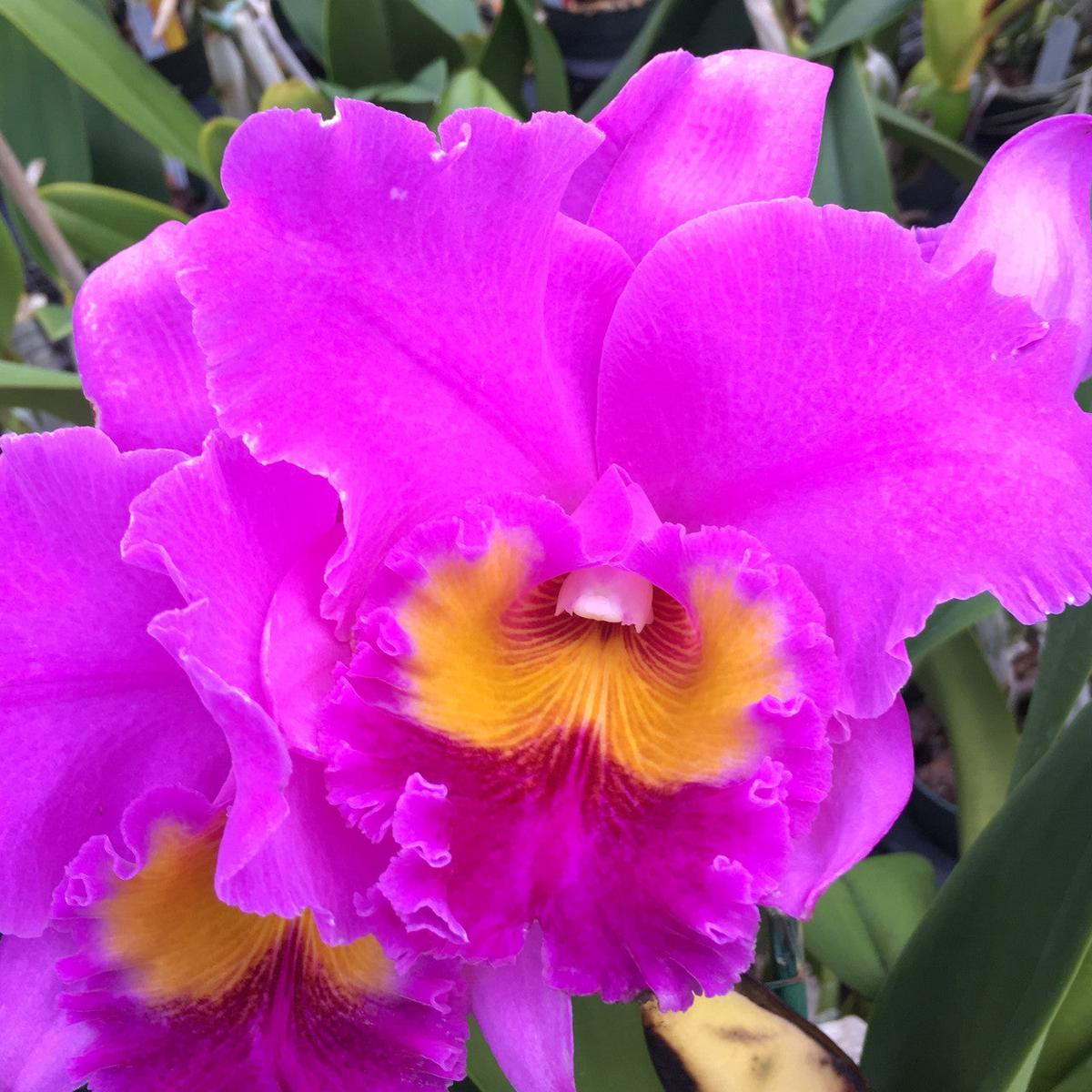 Rlc. Volcano Empress 'Volcano Queen' (5.5" Pot) - Buds