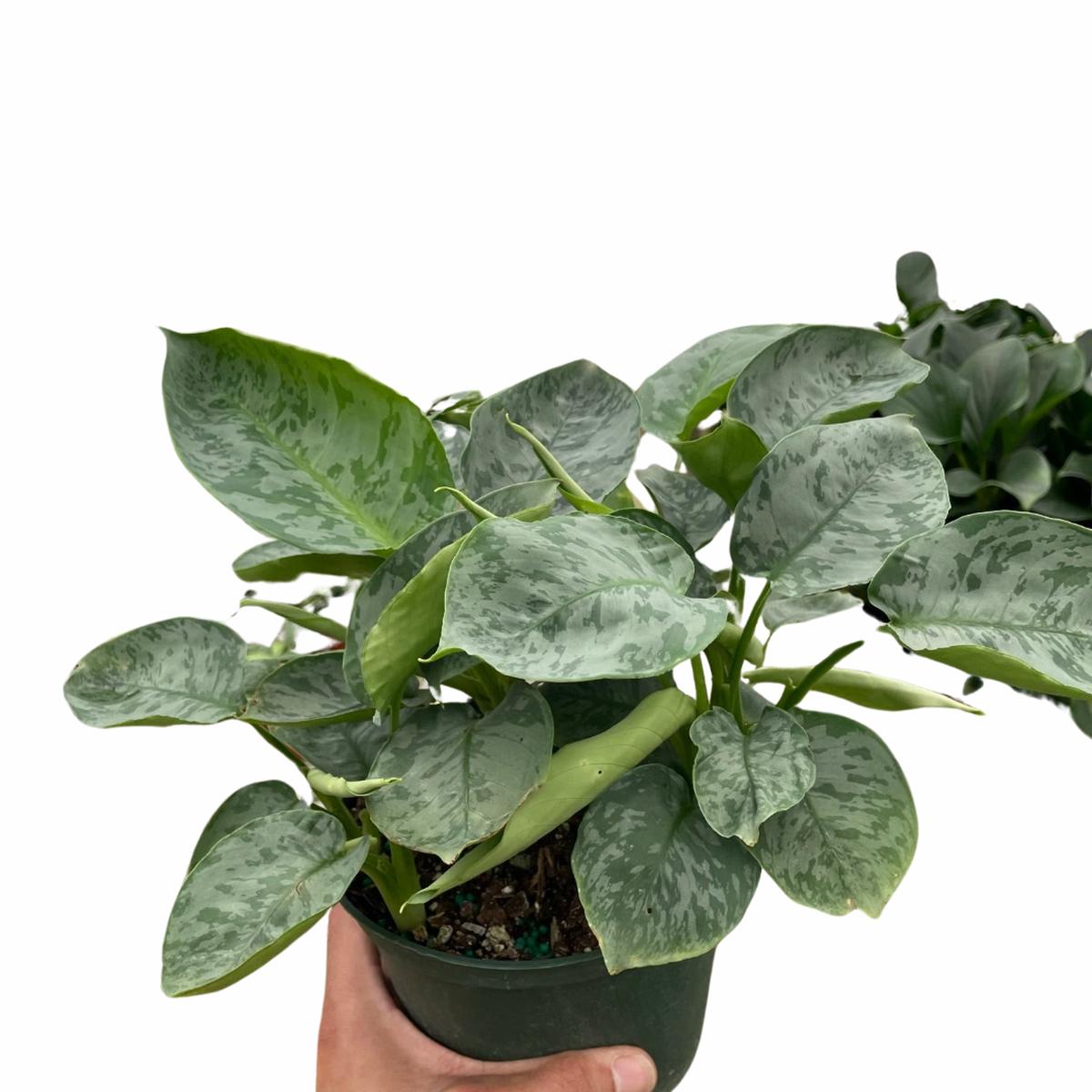 Schismatoglottis 'Sarawak'