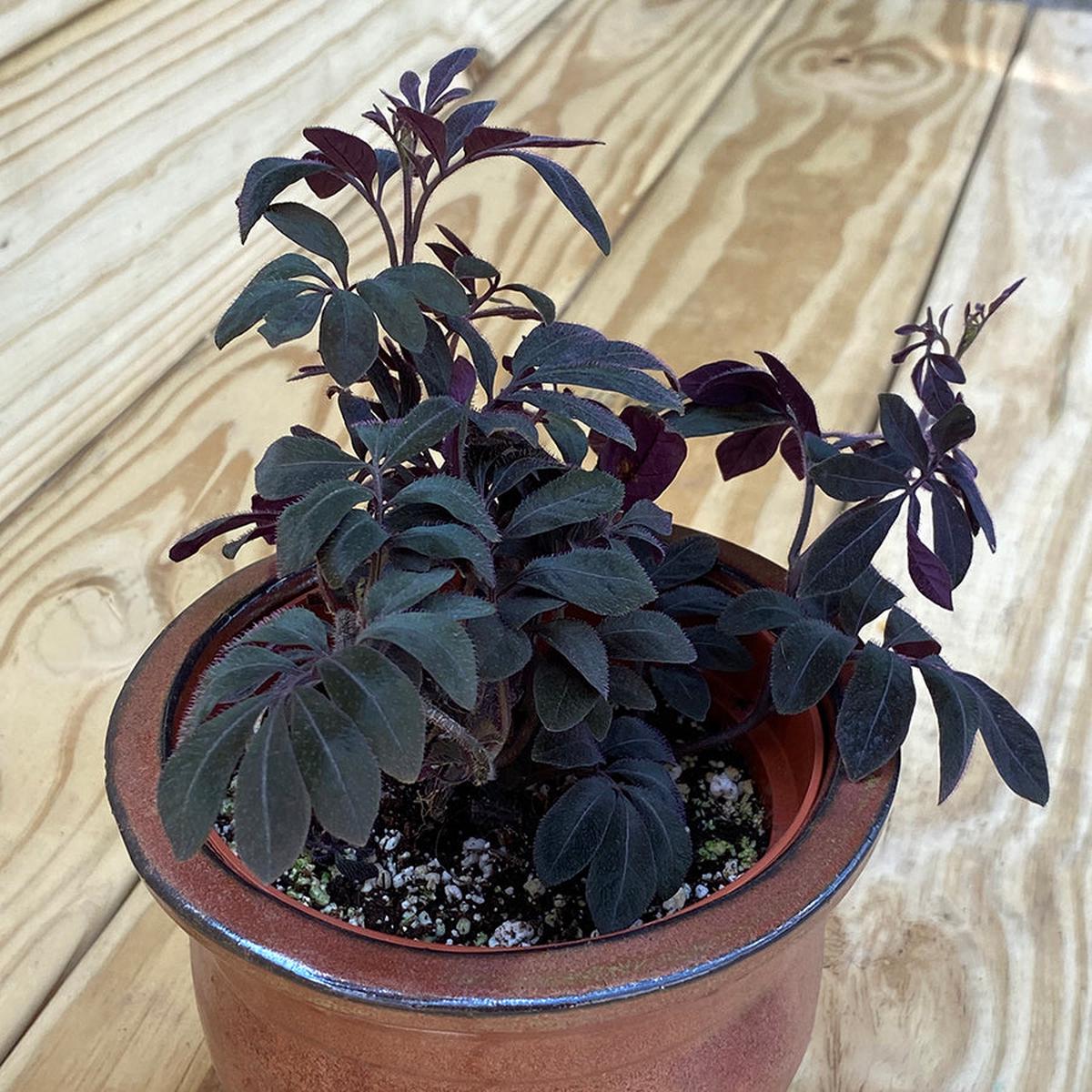 Solanum uleanum (Solanum uleanum)