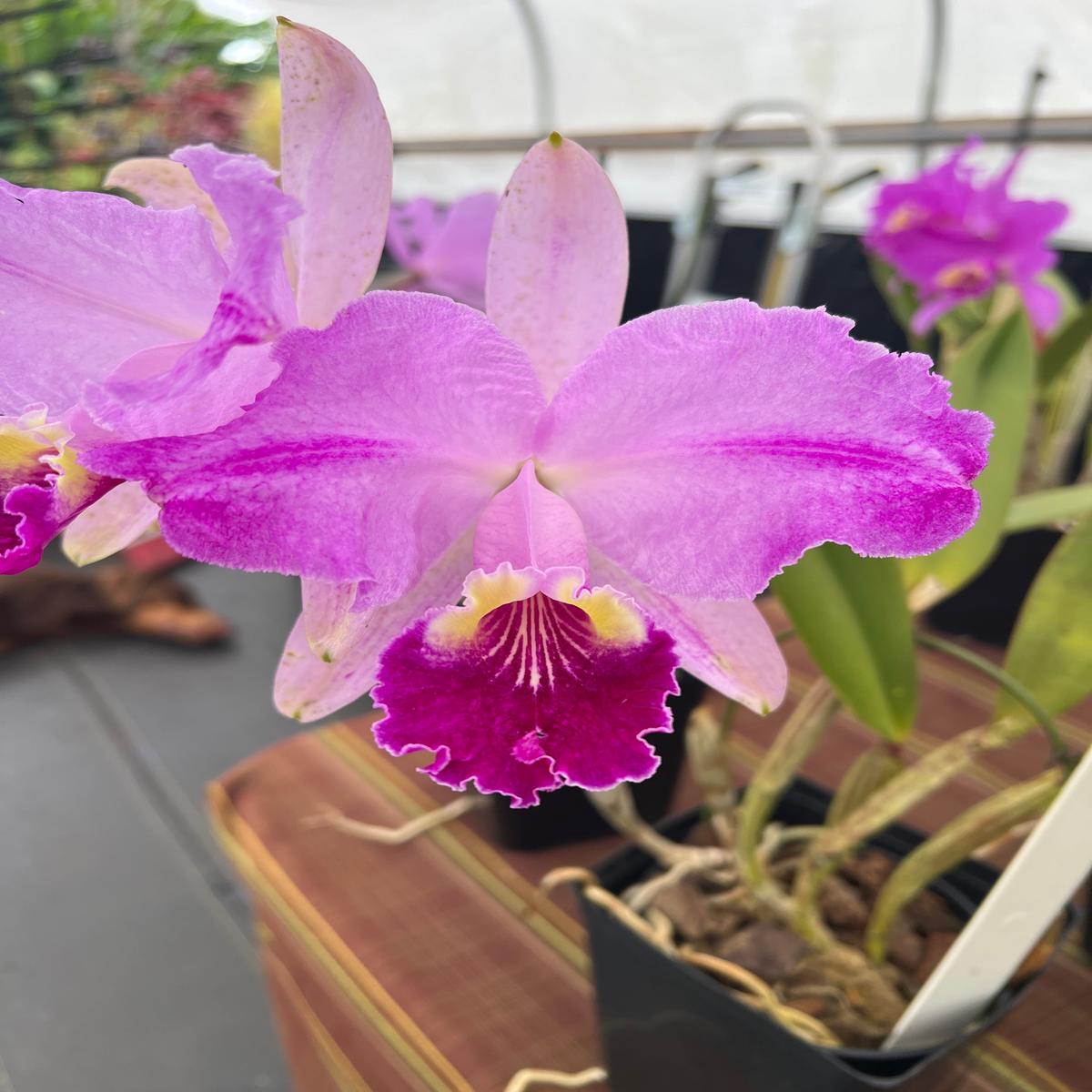 Very rare collectors plant from Brazil C. Lueddemanniana princelada Brazilian Beaux