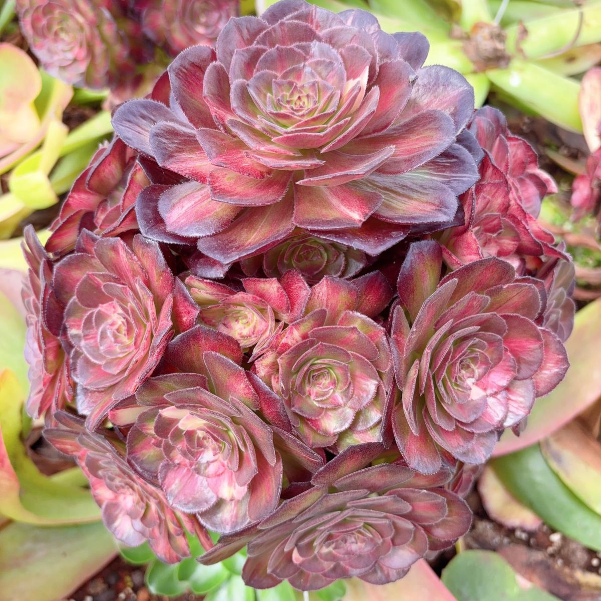 Aeonium Dragon ScaleRootless clusterabout 15 heads20cm