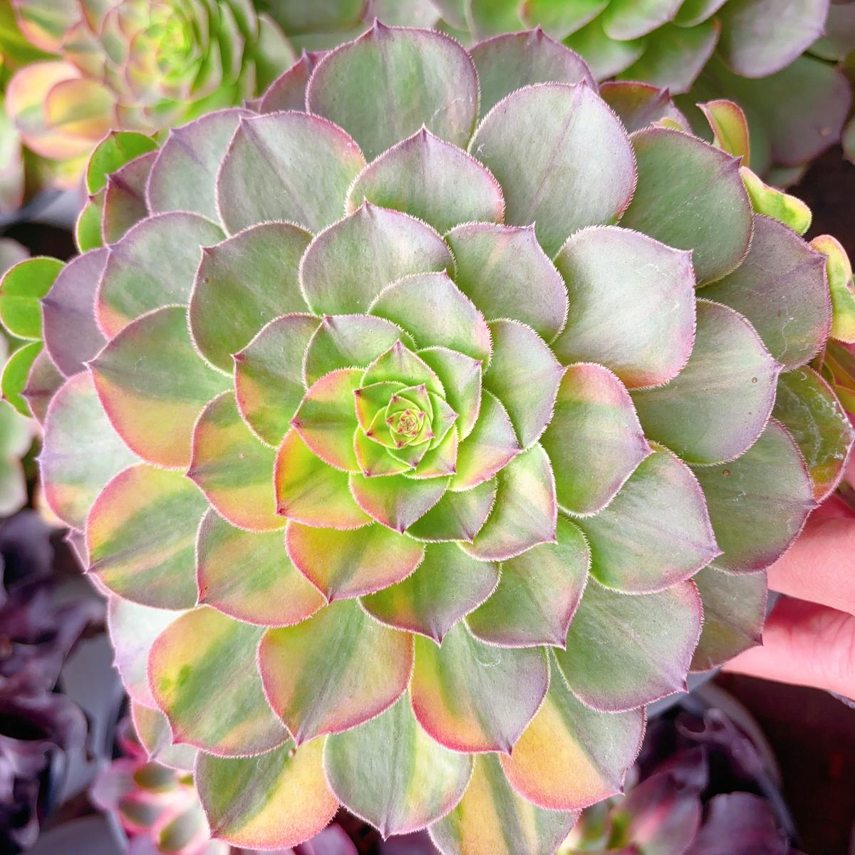 Aeonium NeomSingle head 13cm
