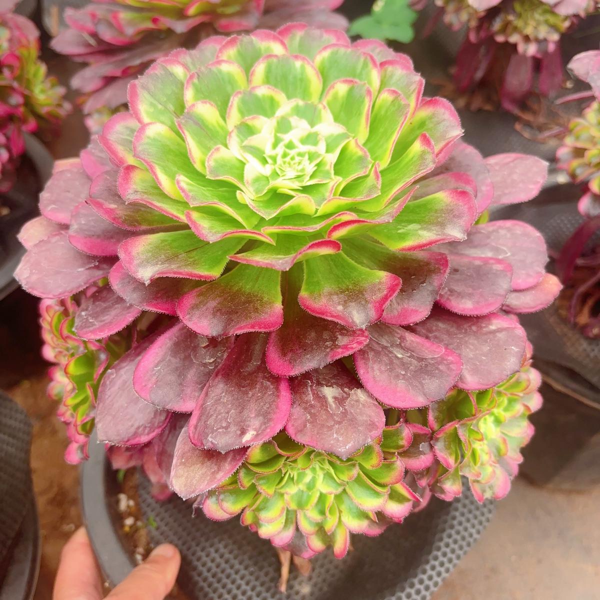 Aeonium Wavesclusterabout 6 heads15-20cm
