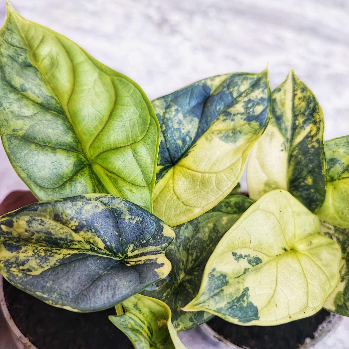Alocasia Silver Dragon Aureo Variegata  Plante panache dore