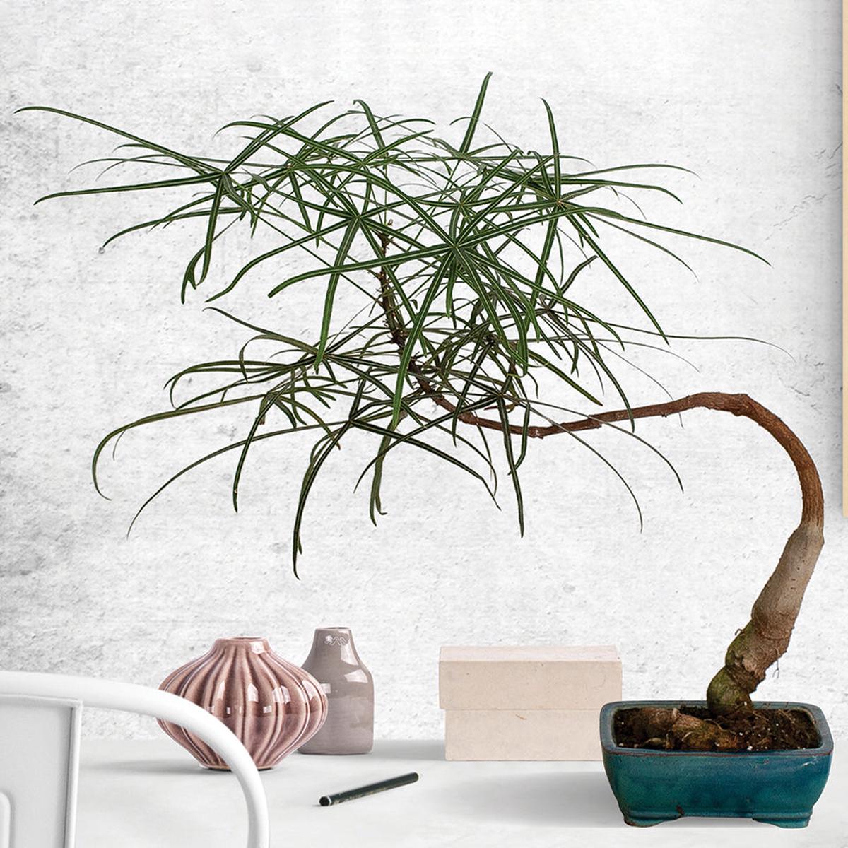 Australian Bottle Tree (Brachychiton rupestris)