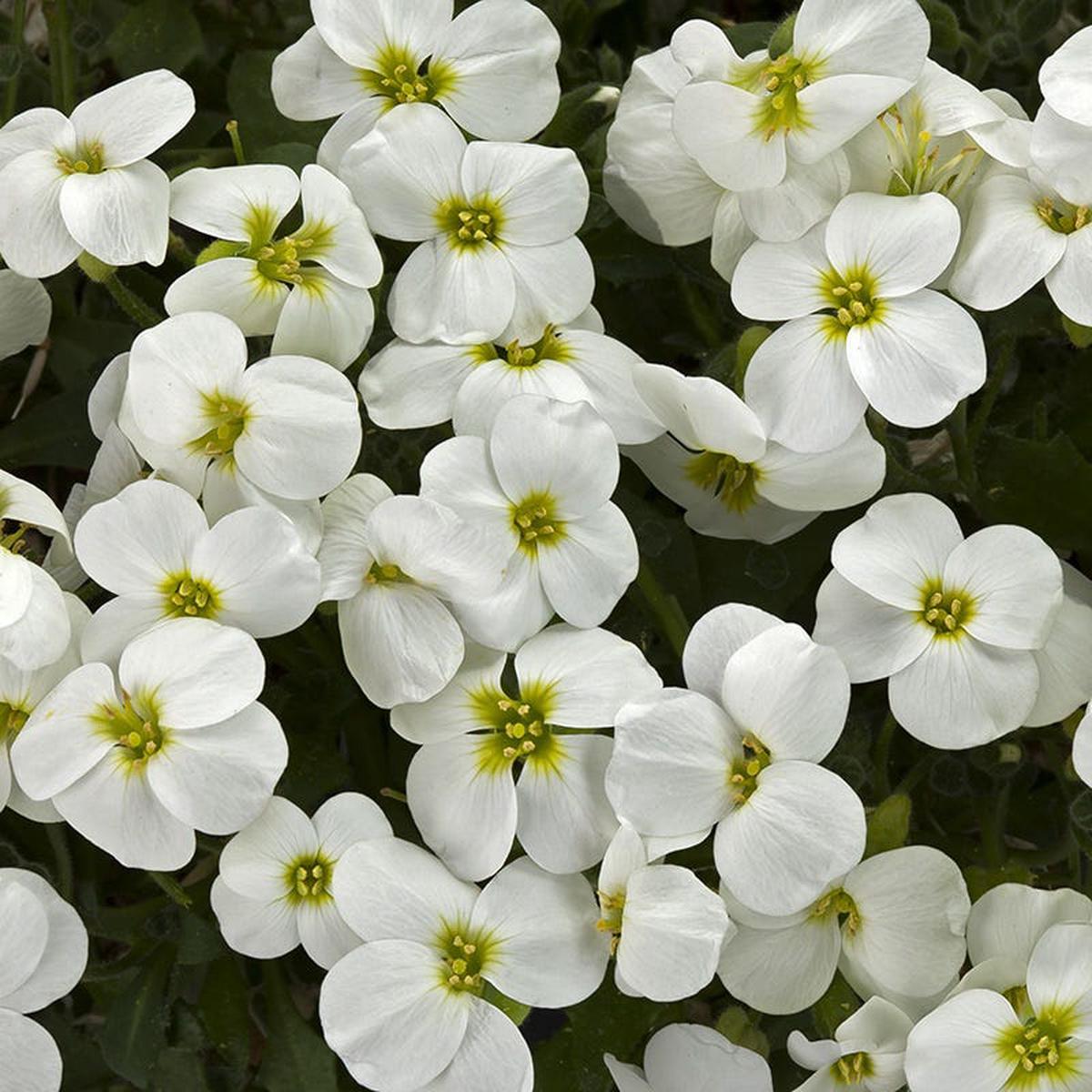 Axcent White Aubrieta
