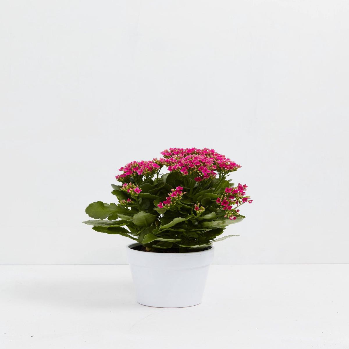Calandiva Plant