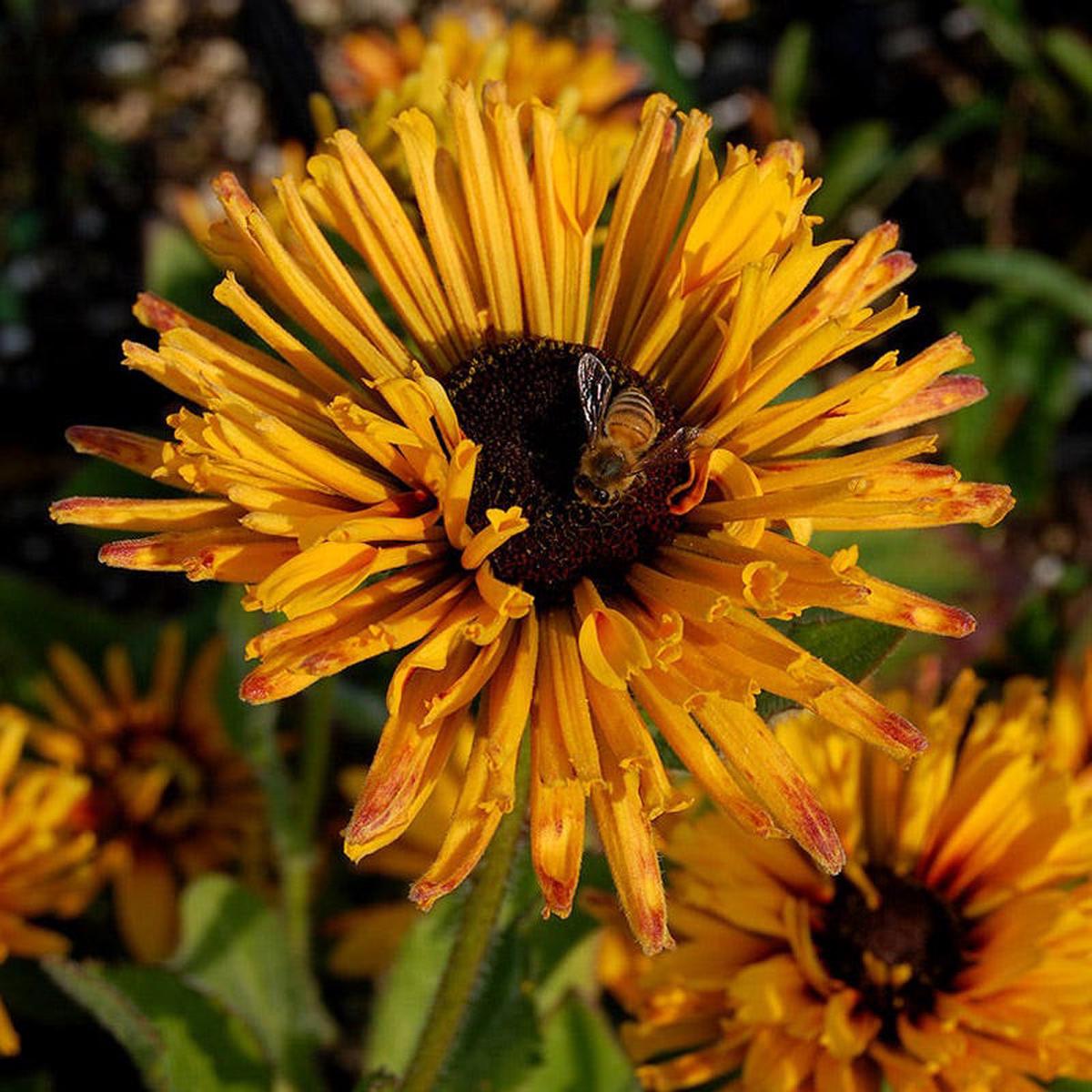 Chim Chiminee Black-Eyed Susan