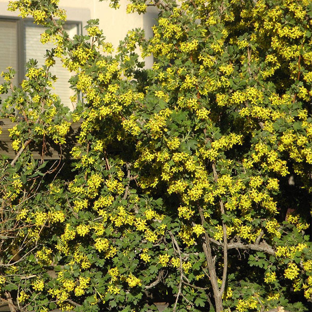 Crandall's Clove Scented Currant (Ribes)
