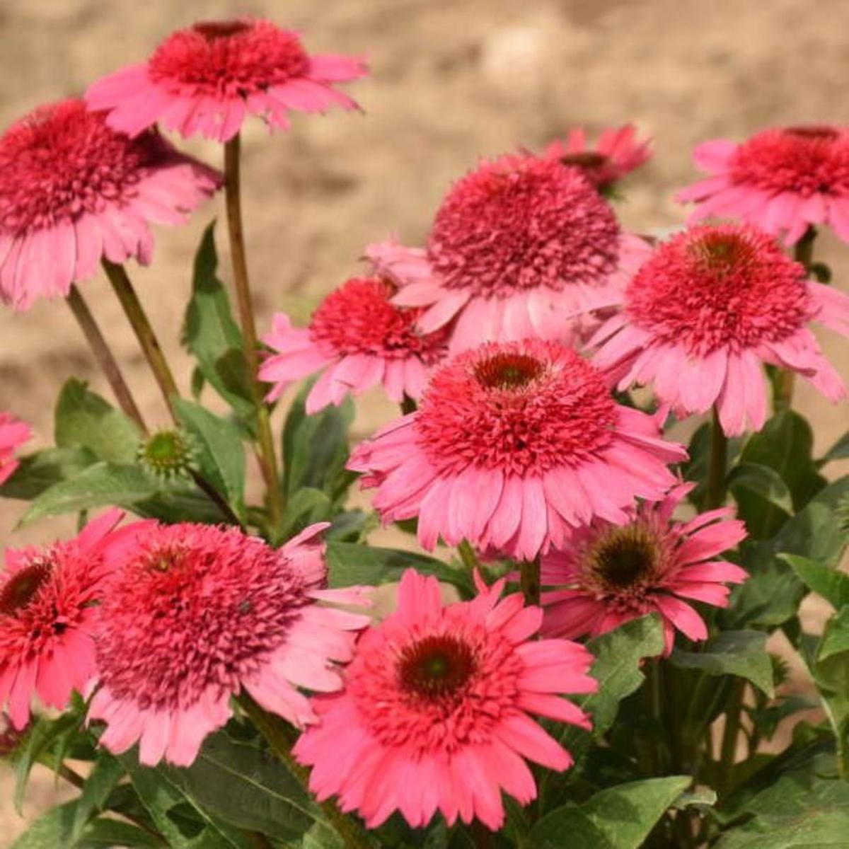Double Coded 'Coral Cranberry' Coneflower (Echinacea)