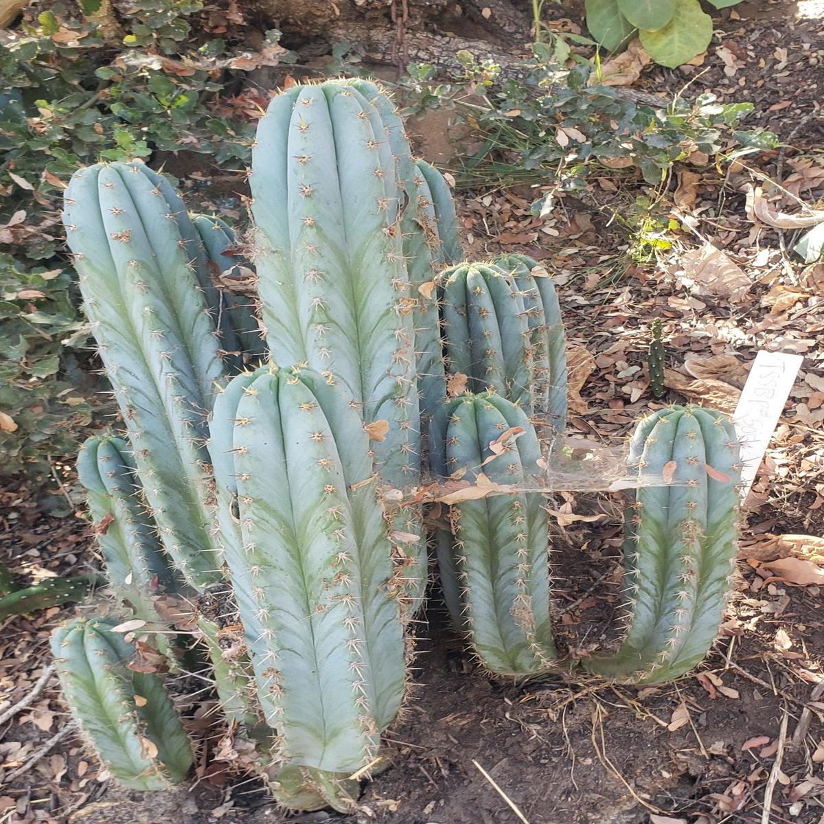 #EC195 Trichocereus Peruvianus TSSBP505 Ornamental Cactus Cutting 7-8"