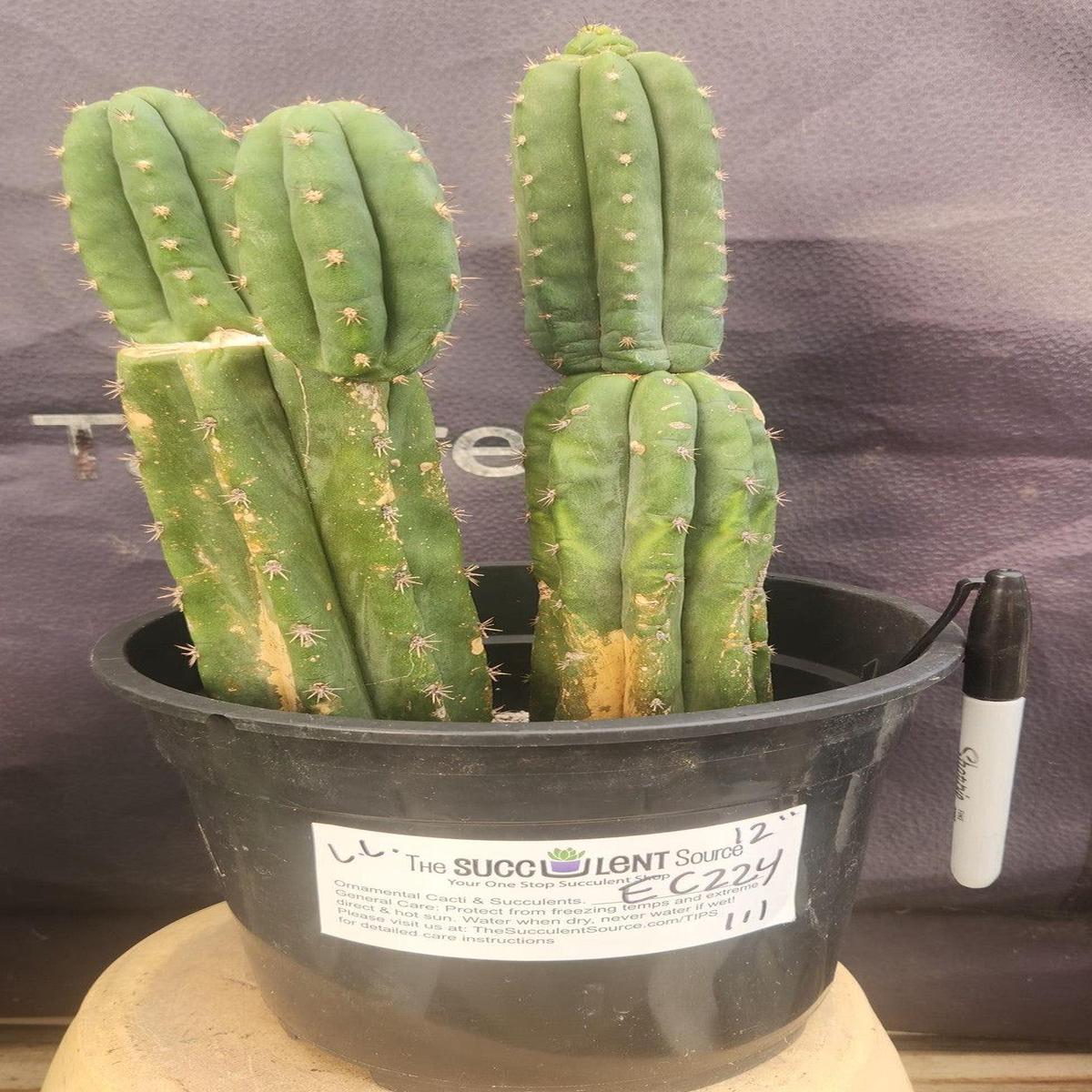 #EC224 EXACT Trichocereus Lost Label Cactus Ornamental Cactus 12