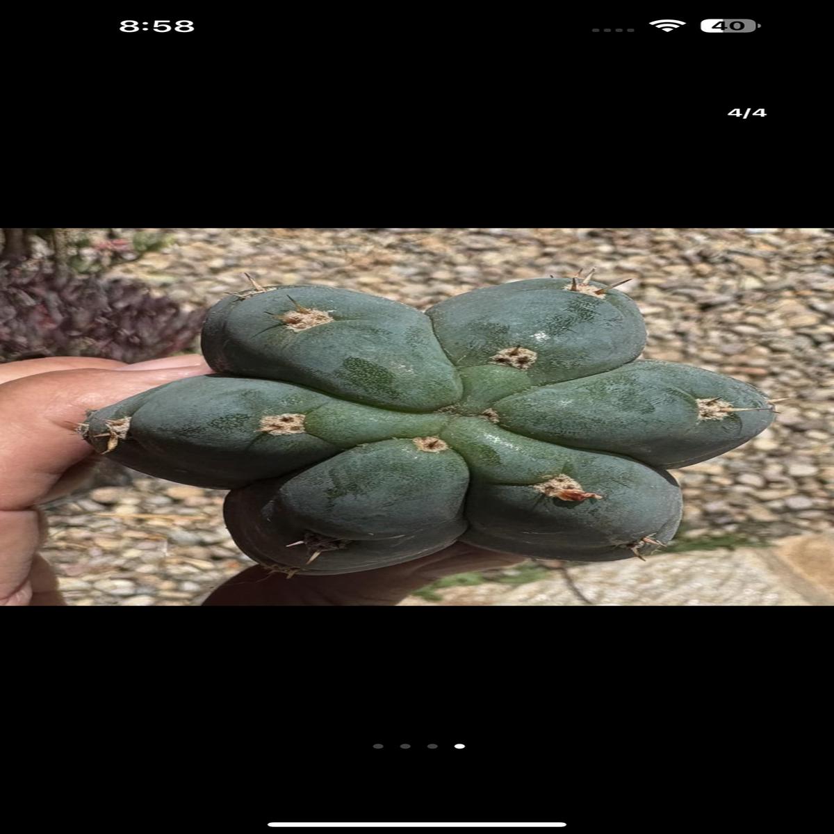 #EC265 Trichocereus Colossus Cactus 8.5" cutting