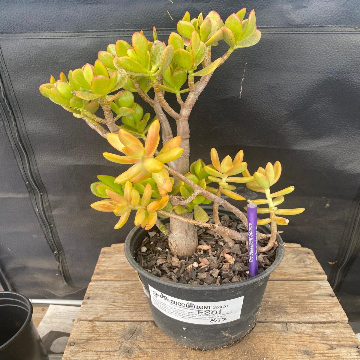 #ES01 EXACT Crassula ET Bonsai Succulent