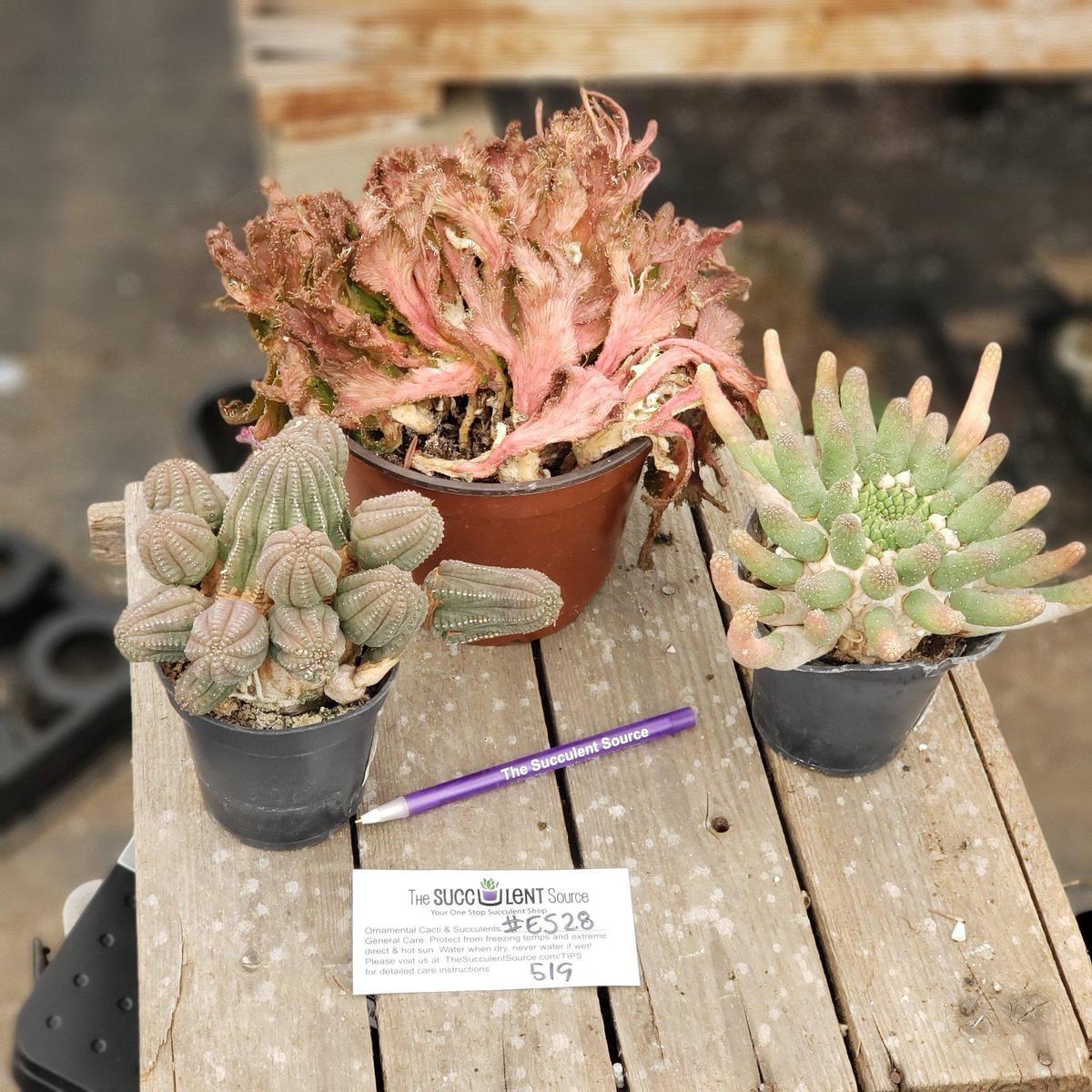 #ES28 EXACT Euphorbia Collectors Three Pack