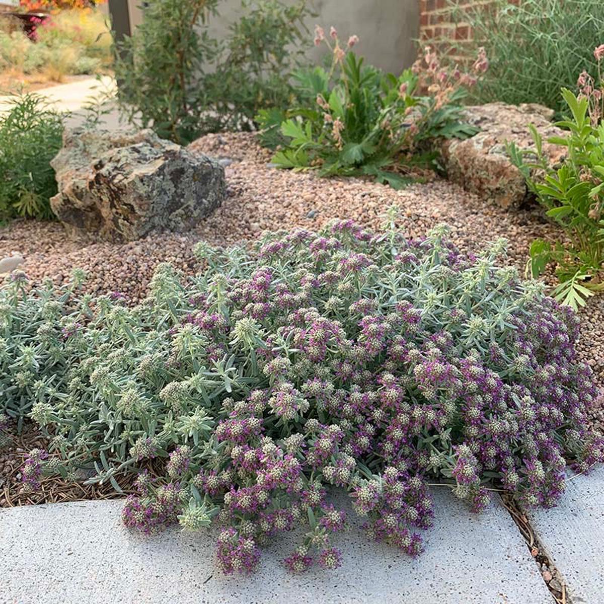 EVERSILVER Creeping Germander (Teucrium)