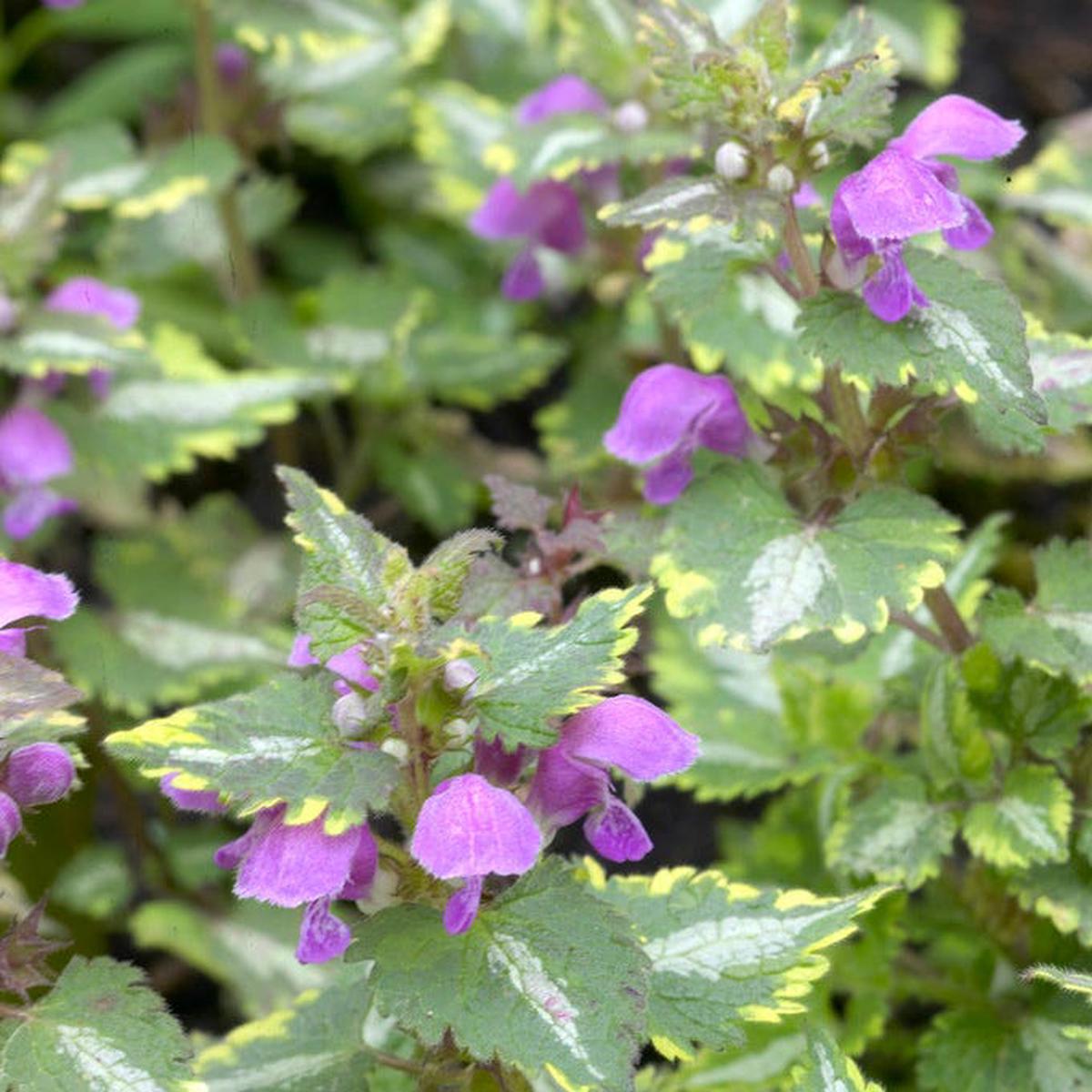 Golden Anniversary Lamium