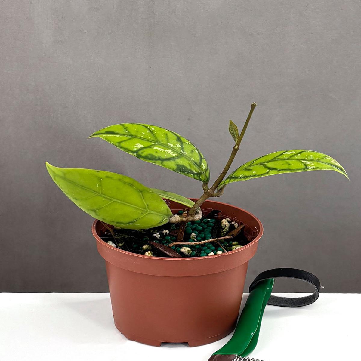 Hoya Callistophylla Black Cat