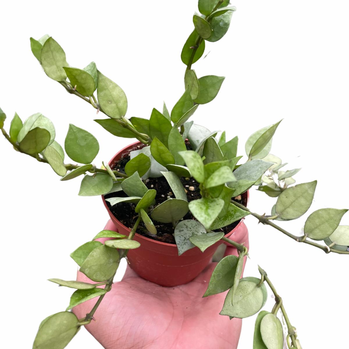 Hoya 'Krohniana Super Silver'