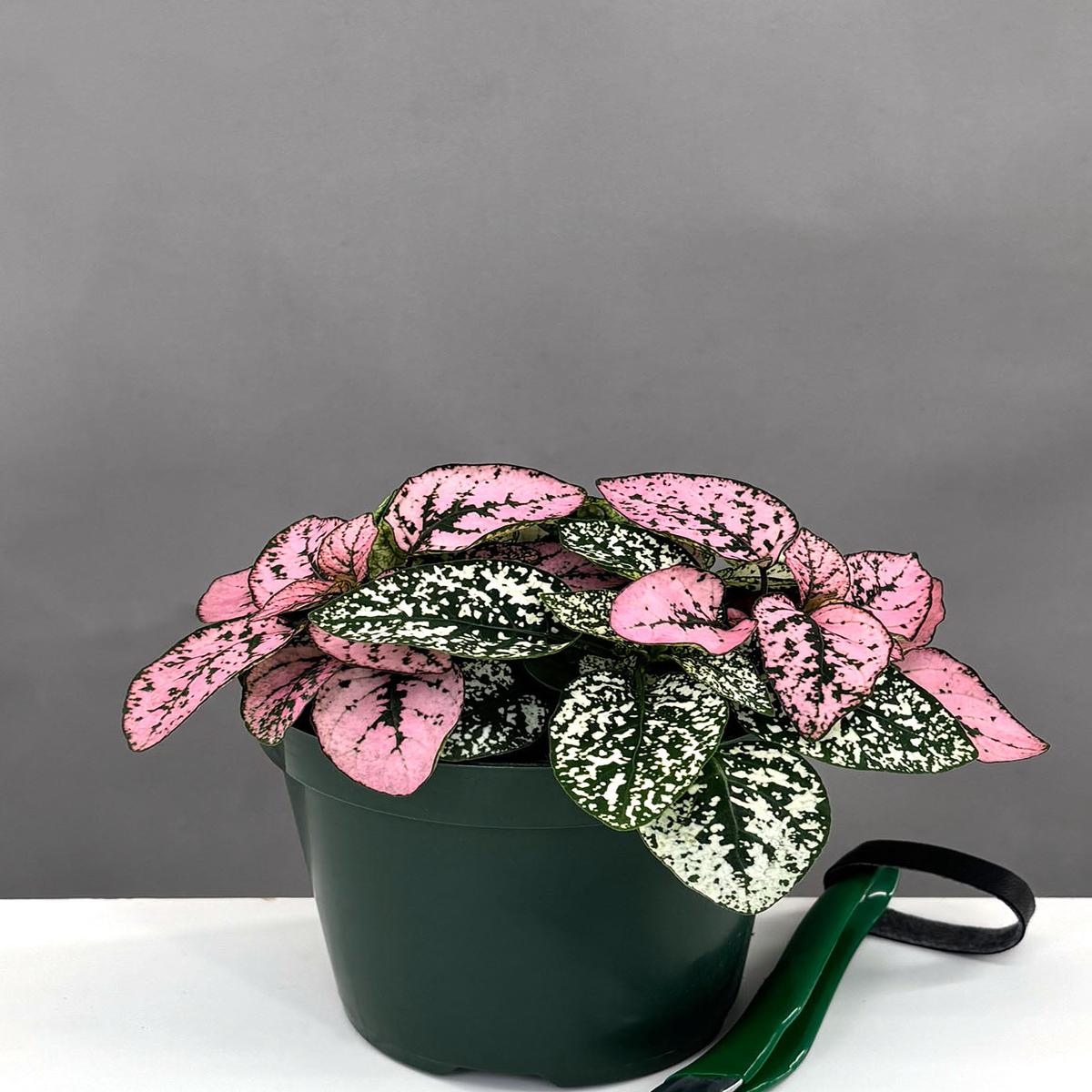 Hypoestes Mix